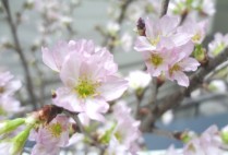 春待夢桜